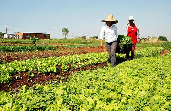 Imagem do campo